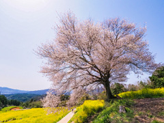 馬場の山桜