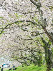 流川の桜並木