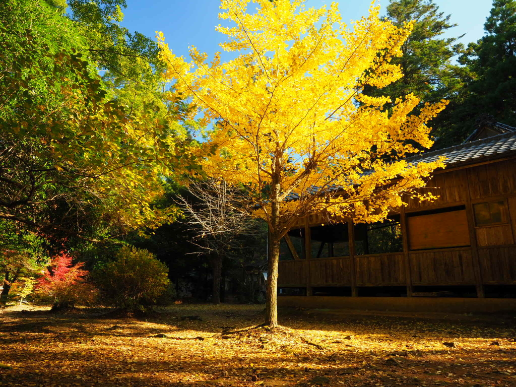 八幡神社のイチョウ