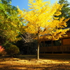 八幡神社のイチョウ