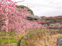 私有地の梅園