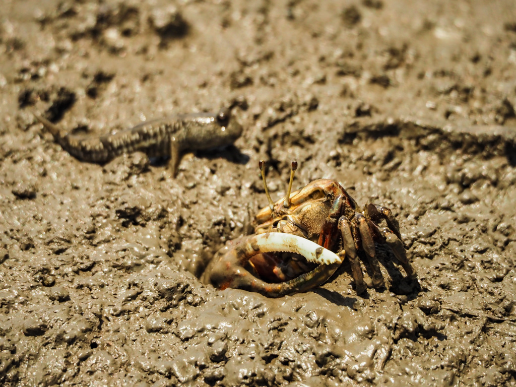 ムツゴロウとシオマネキ