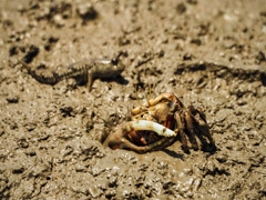 ムツゴロウとシオマネキ