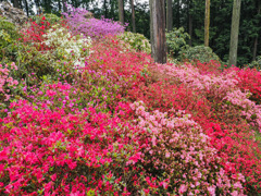 北山シャクナゲ園