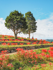 社が丘花公園