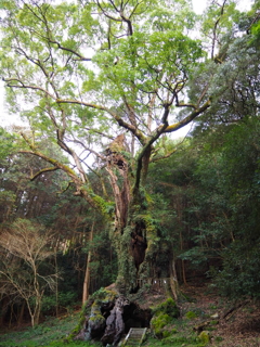 樹齢3000年の大楠