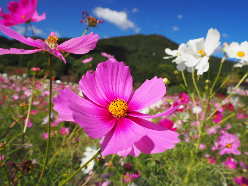 金立公園のコスモス園