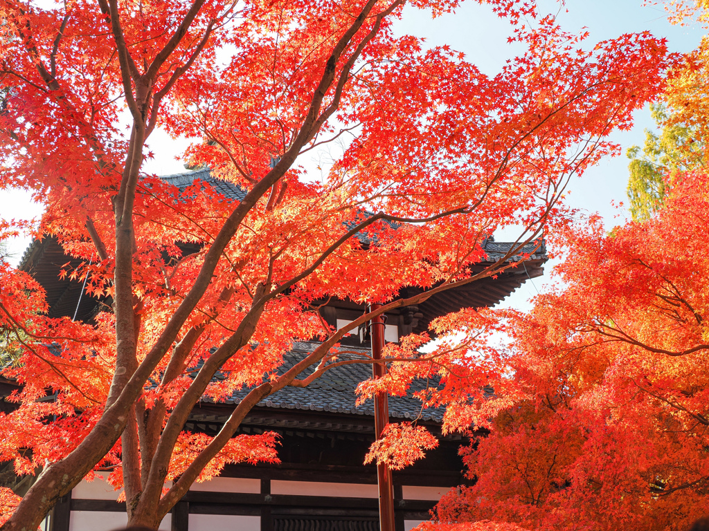 東福寺