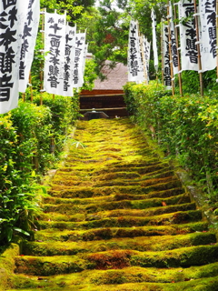 杉本寺の苔の階段