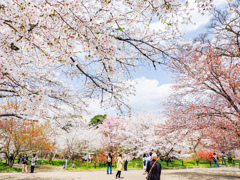 京都府立植物園