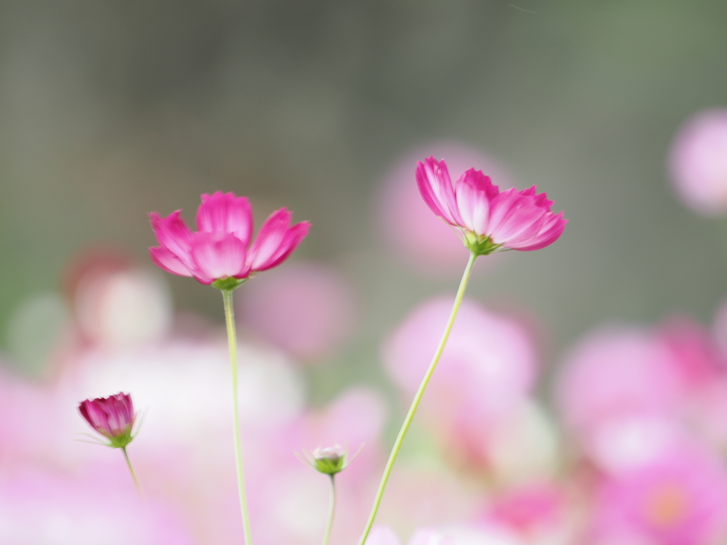 どんぐり村