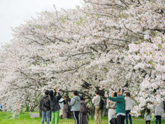 流川の桜並木