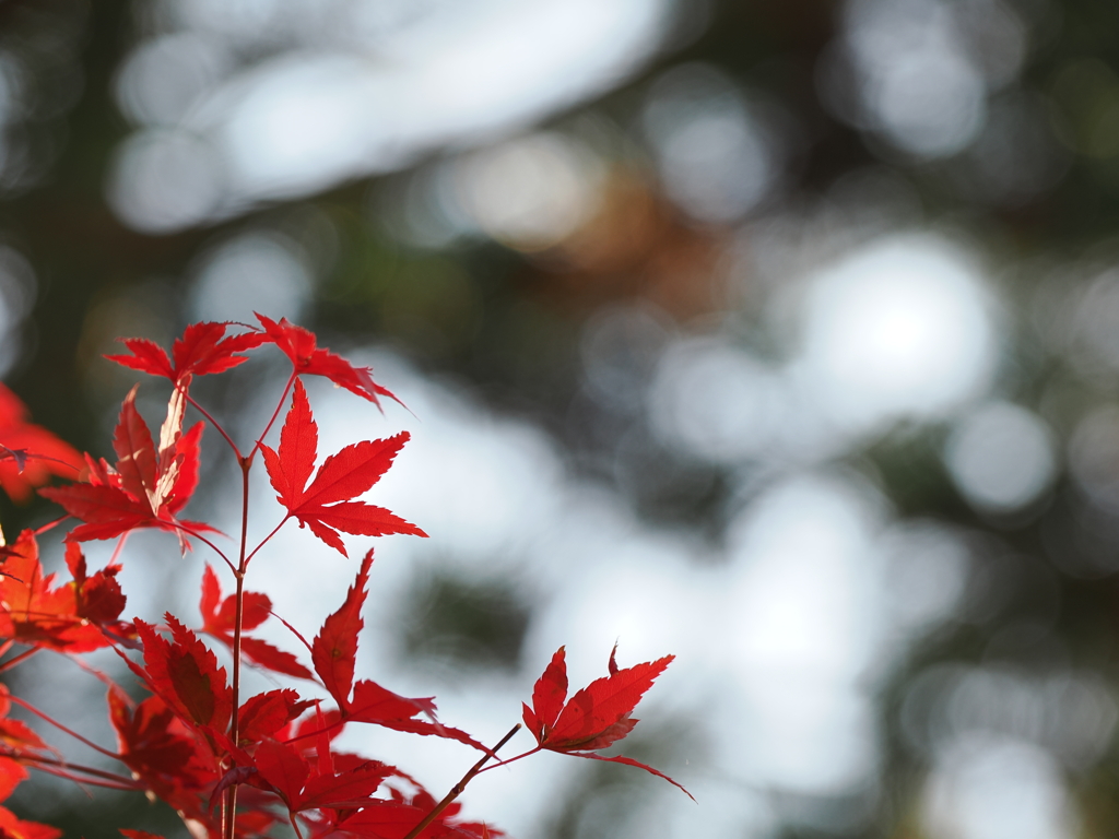 呑山観音寺の紅葉