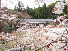 脊振小分校跡の山桜
