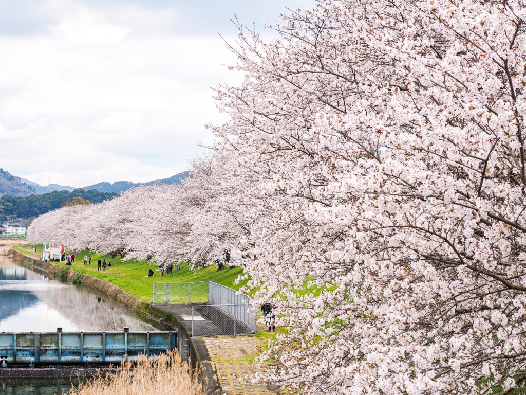 流川の桜並木