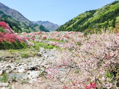 花桃の里