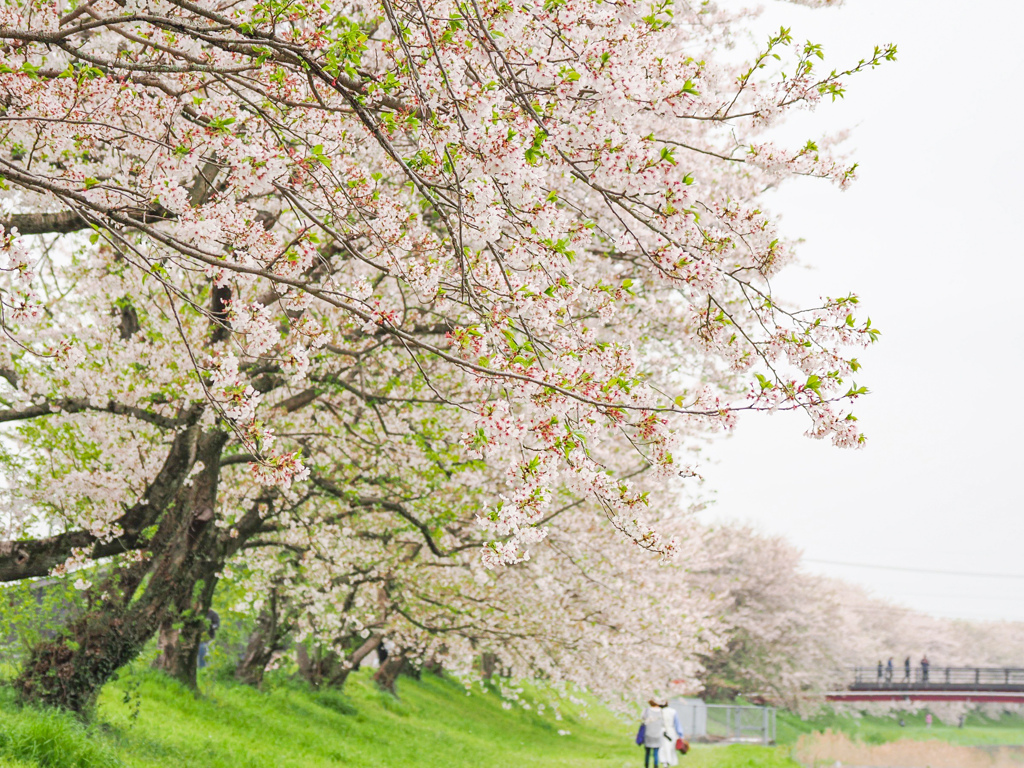流川の桜並木