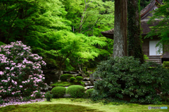 新緑が美しい雨の京都大原三千院