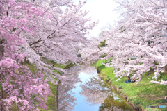 奈良市佐保川の桜　その２