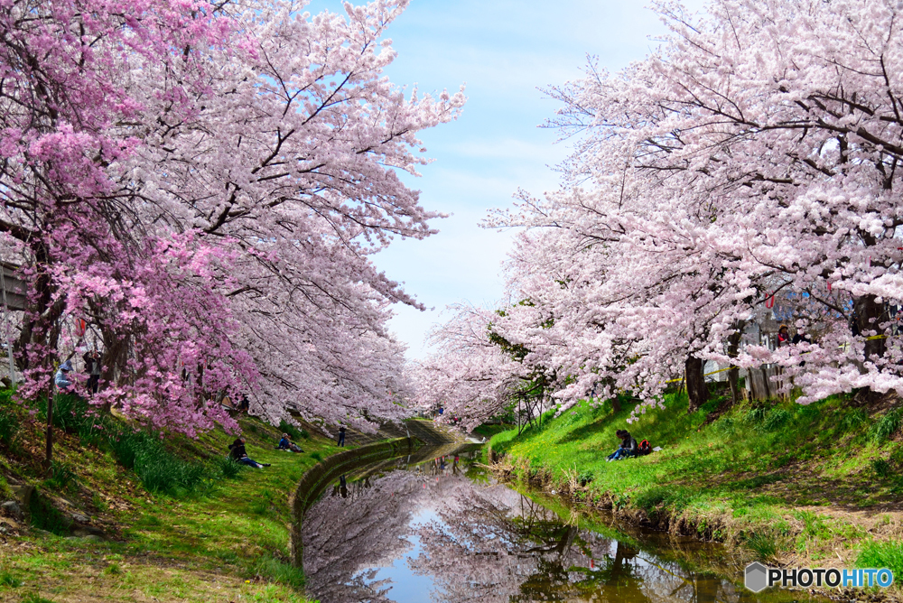 奈良市佐保川の桜