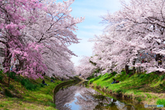 奈良市佐保川の桜