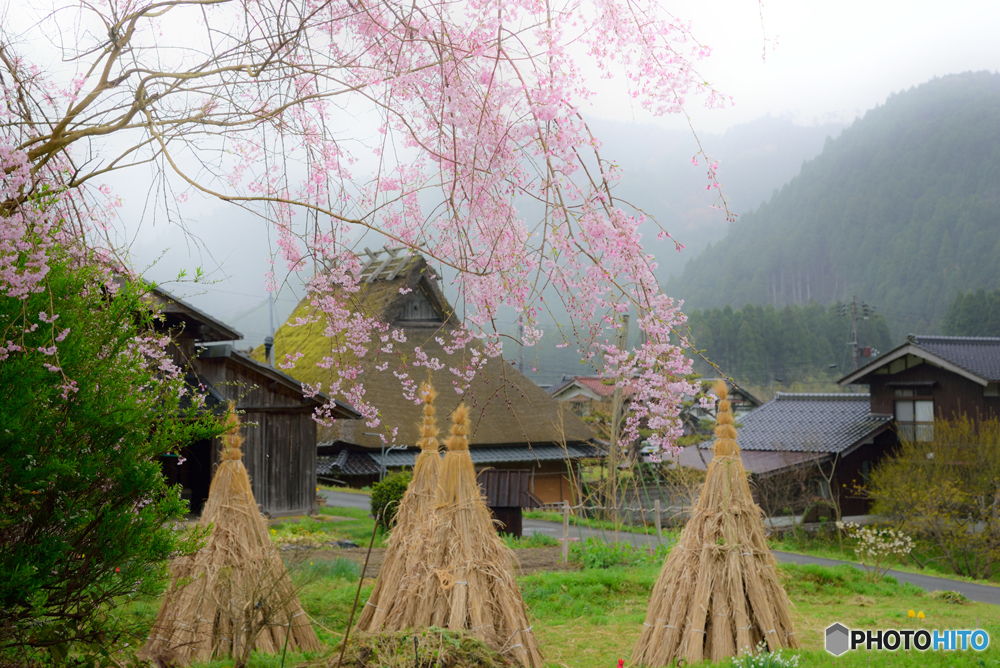 枝垂桜