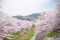 奈良市　佐保川の桜　その３