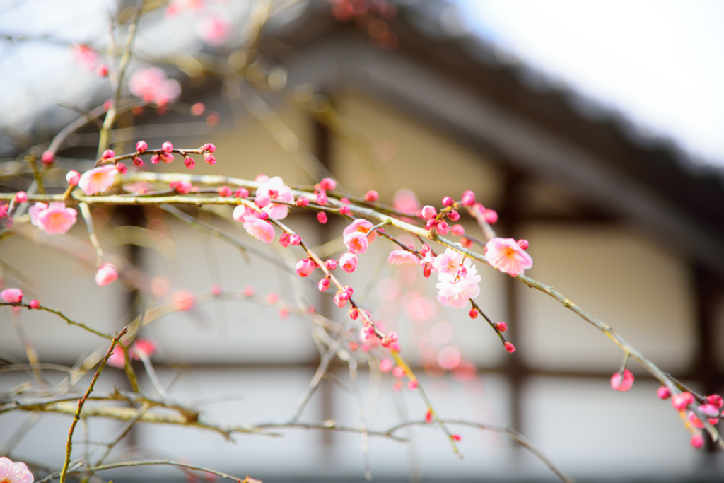 初花の梅