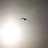 太陽と白鳥
