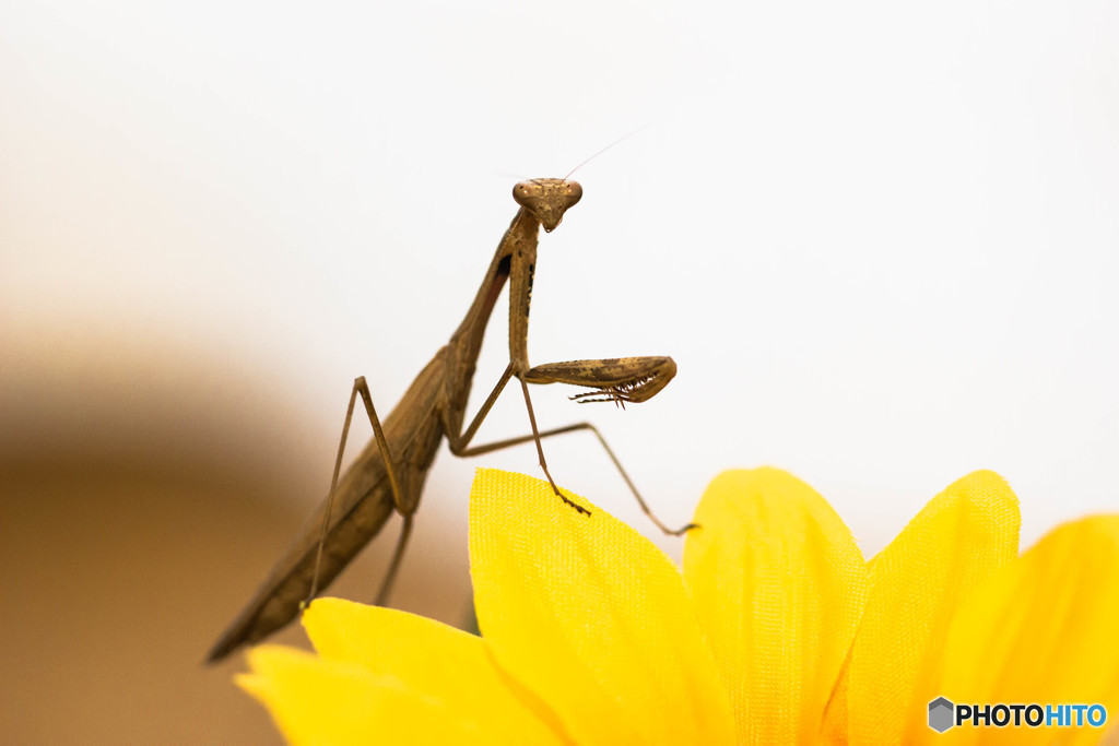おれはカマキリ