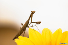 おれはカマキリ