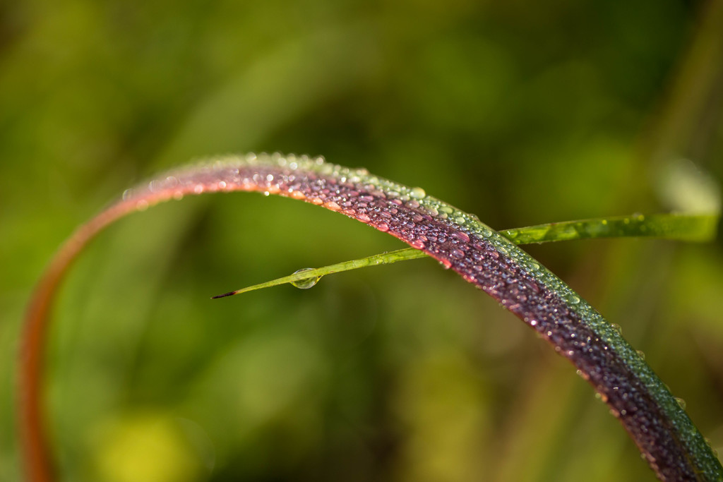 朝露の虹