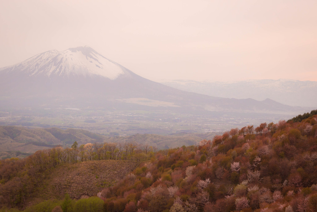 桜とうっすら岩手山