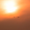 夕焼けと白鳥