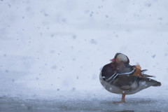 降りそそぐ雪