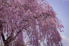 枝垂桜
