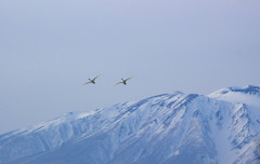 雪山と白鳥