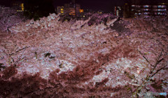 桜わんさか