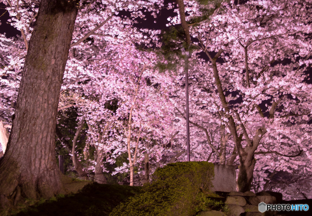 桜
