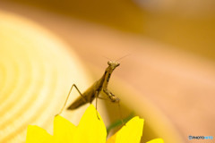 トレンドのカマキリ