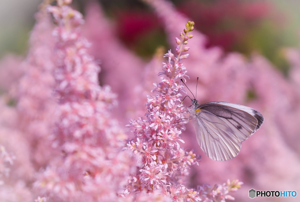 この花とまれ♪