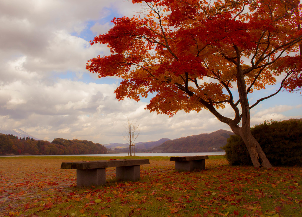 ベンチと紅葉