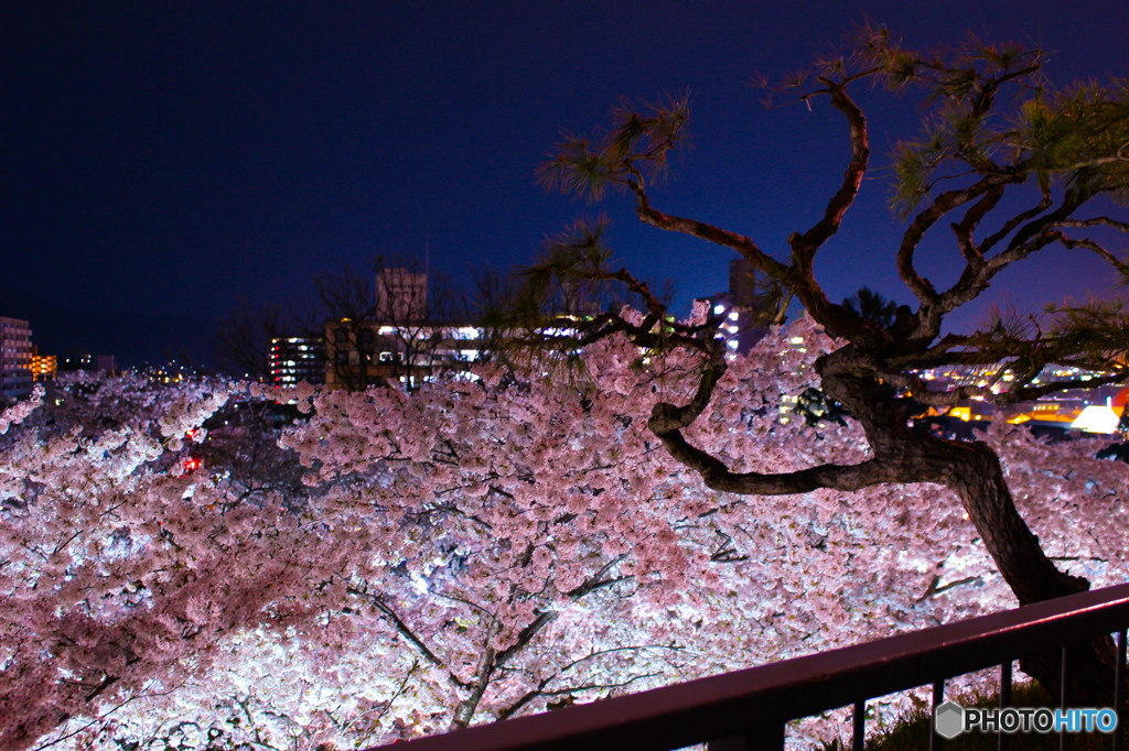 夜桜