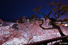 夜桜