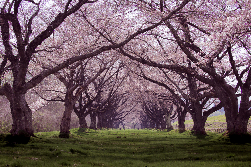 桜のトンネル