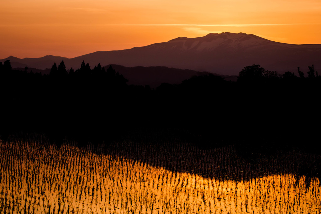 夕焼けと田んぼ