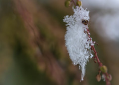 羽根も雪化粧