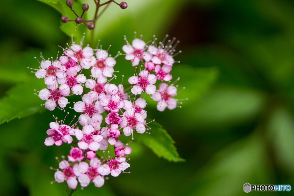 お花・2