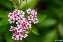 お花・2