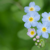 小さいお花